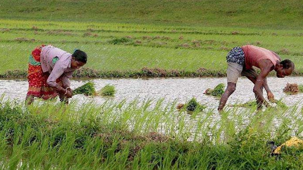 छत्‍तीसगढ़ सरकार किसानों के बकाया सिंचाई कर को माफ करेगी : CM