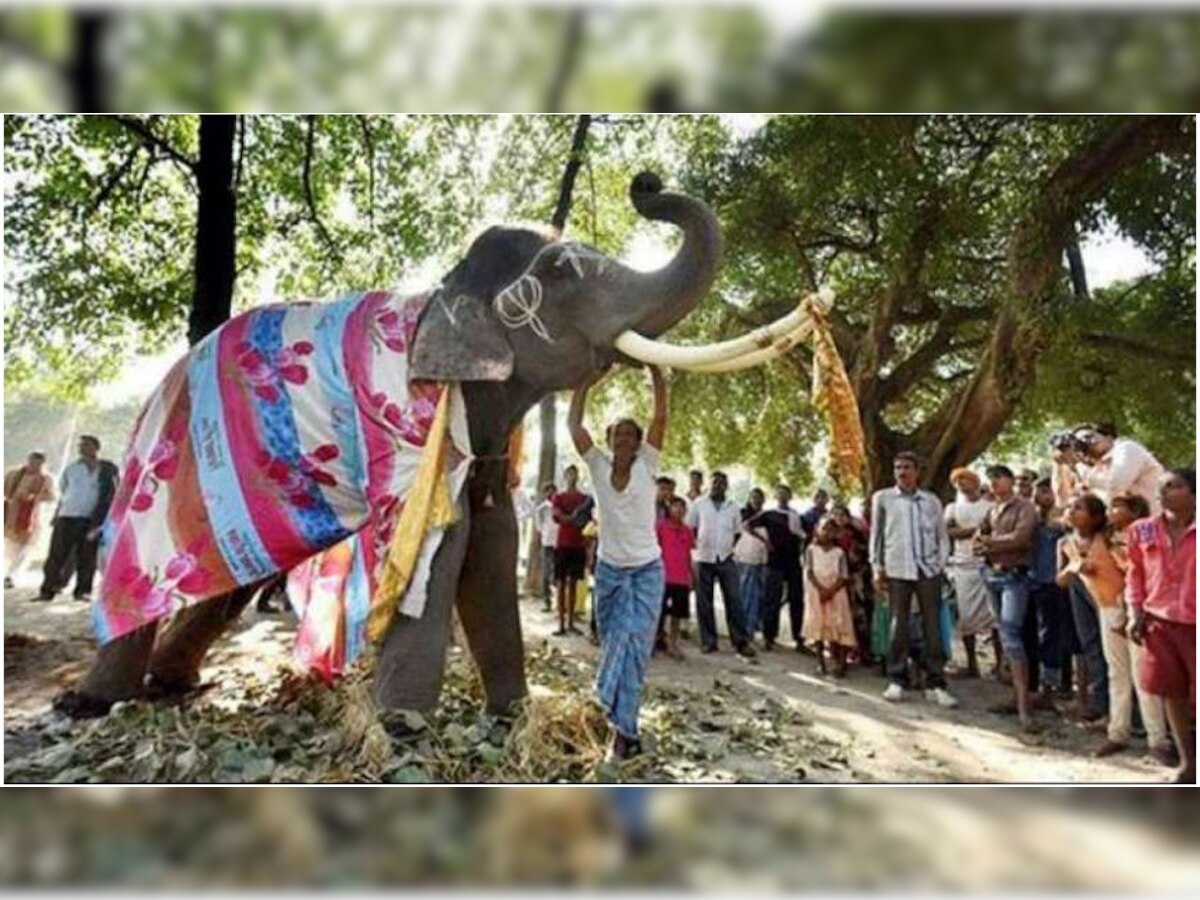 कैमरे के फ्लैश के कारण हाथी घबरा गया और इधर उधर भागने लगा.(फाइल फोटो)