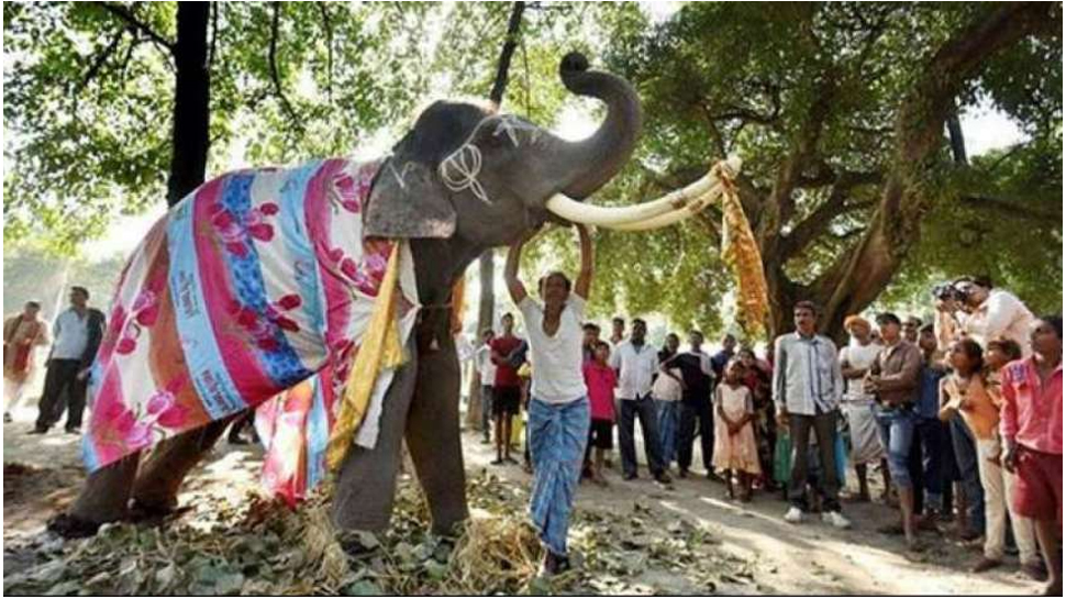 पश्चिम बंगालः बांग्लादेश से भारत घूमने आए पर्यटक की हाथी के कुचलने से मौत