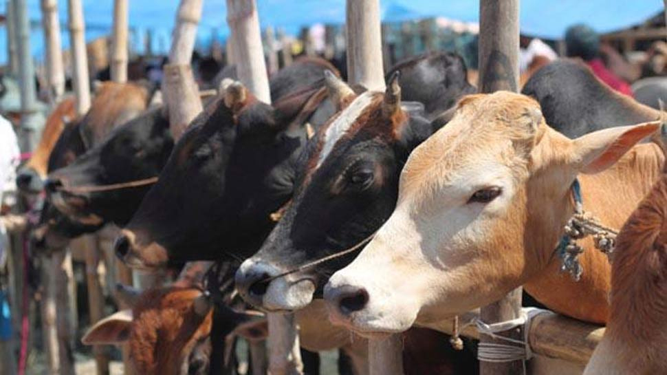 मध्य प्रदेश में चार महीने के अंदर खोली जाएंगी 1000 गौशालाएं