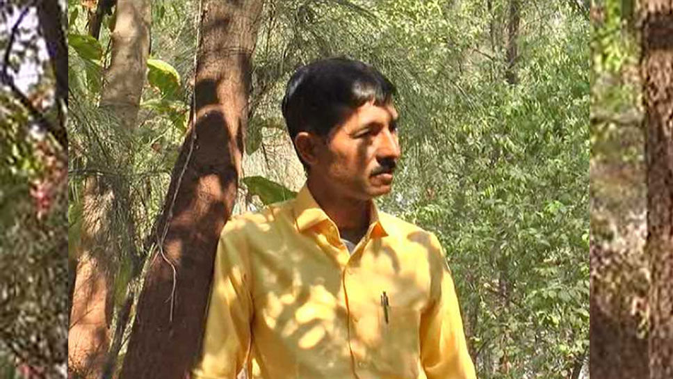 गुजरात: 9 साल पहले रोपे थे सफेद चंदन के एक हजार पौधे, अब होगी 30 करोड़ की कमाई