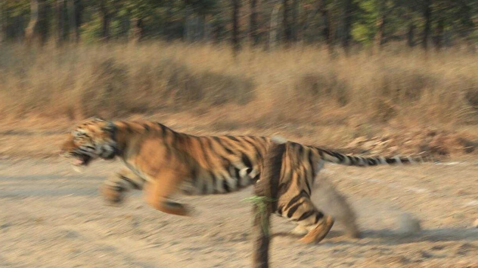 सारणी से पकड़ने के बाद 2 महीने तक कान्हा में रखा गया After holding the Sarni, kept in Kanha for 2 months