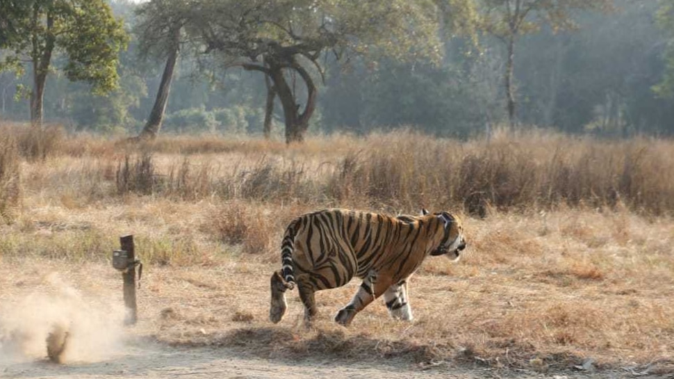 शहरी और ग्रामीण इलाकों में घुस जाता था बाघ Tigers enter urban and rural areas