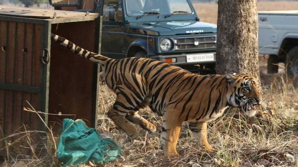 सारणी के नजदीक घूमता हुआ मिला था बाघ Tiger was found swirling near the table