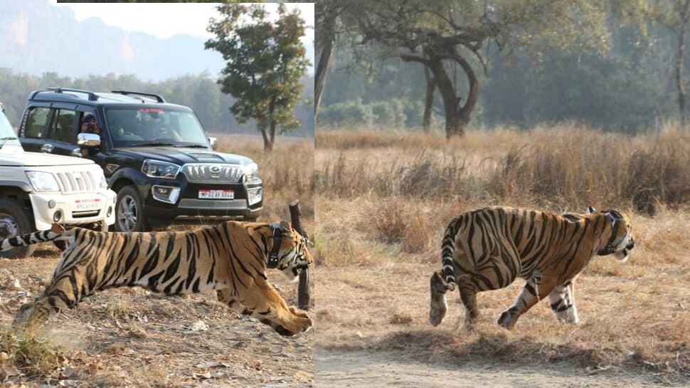 जल्द ही लाई जाएगी मादा टाइगर Female Tiger will be brought soon