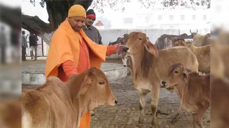UP बजट में CM योगी ने गोवंश का रखा खास ख्याल, लावारिस पशुओं के लिए दिए इतने करोड़