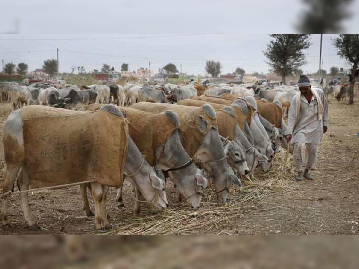 मुजफ्फरनगर में दो दिन में 100 से अधिक गायों की मौत, शासन से लेकर प्रशासन तक मचा हड़कंप