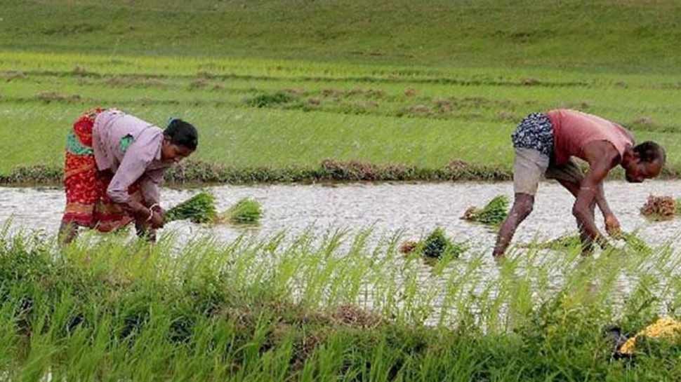 चावल की खेती को अब देसी शराब का सहारा, फसल को कीड़ों से बचाने के लिए किया उपाय