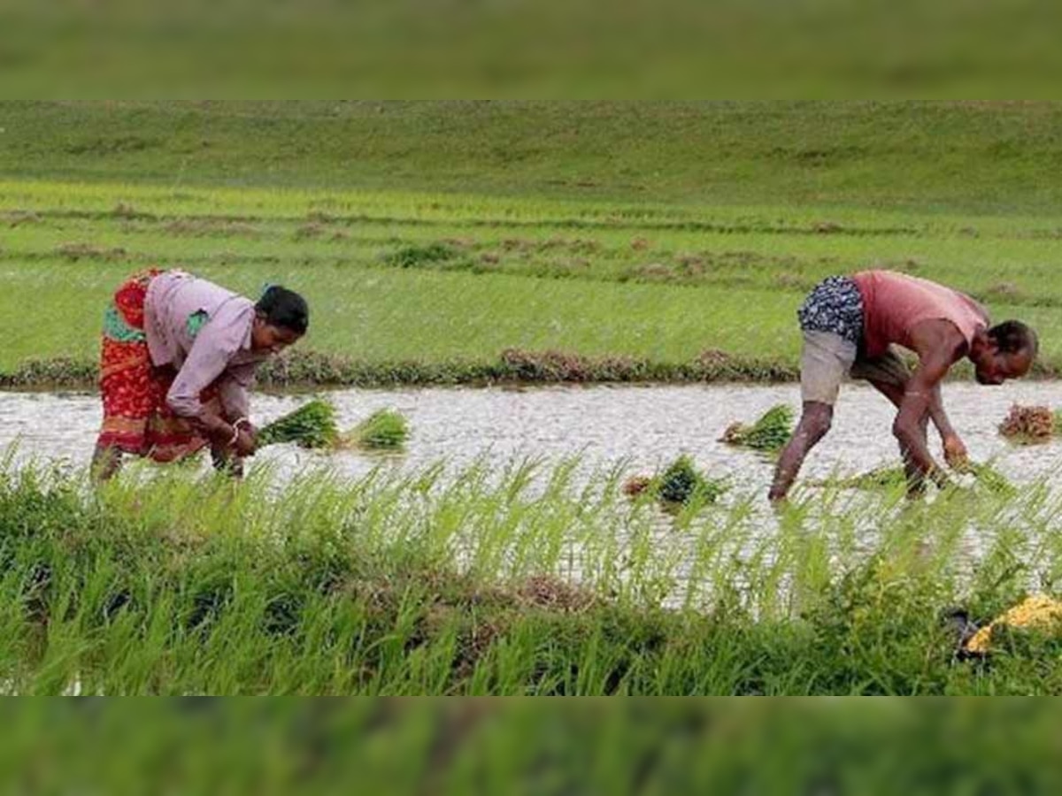 चावल की खेती को अब देसी शराब का सहारा, फसल को कीड़ों से बचाने के लिए किया उपाय
