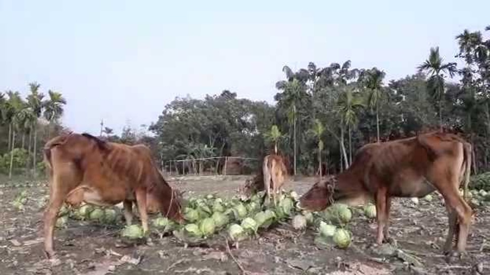 पश्चिम बंगाल : किसानों को नहीं मिला उचित दाम तो गायों को खिलाई बंदगोभी