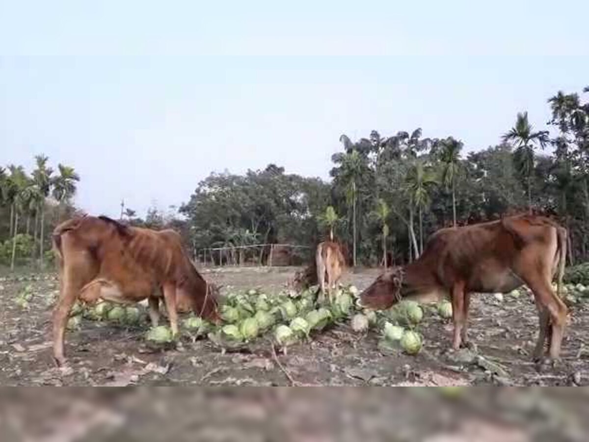 किसान गायों को खिला रहे हैं बंदगोभी. 