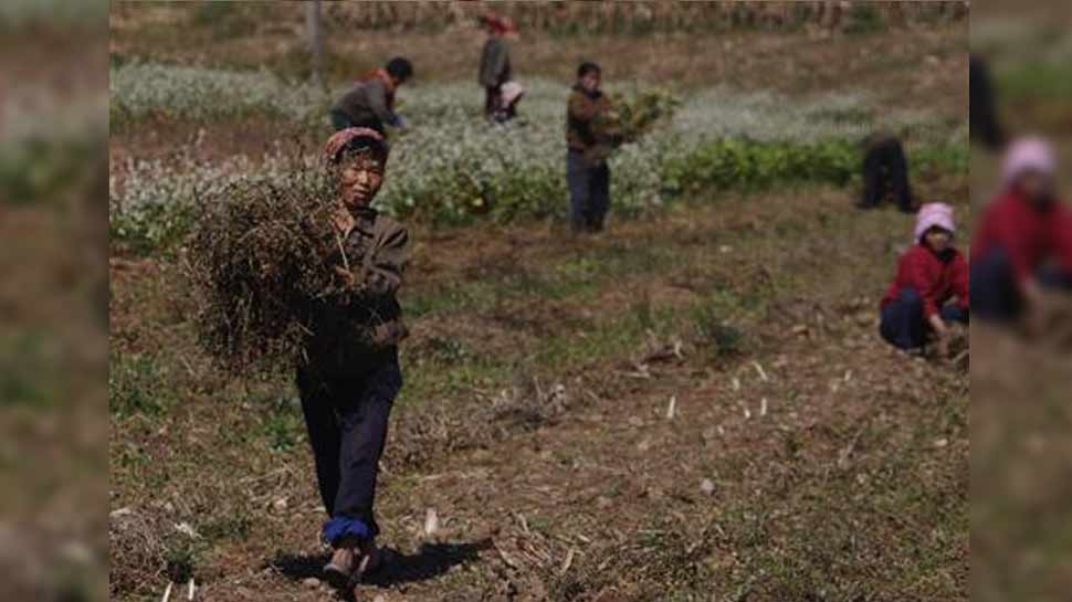 उत्तर कोरिया ने खाद्य संकट से निपटने के लिए IHG से मांगी मदद, UN ने जताई चिंता 