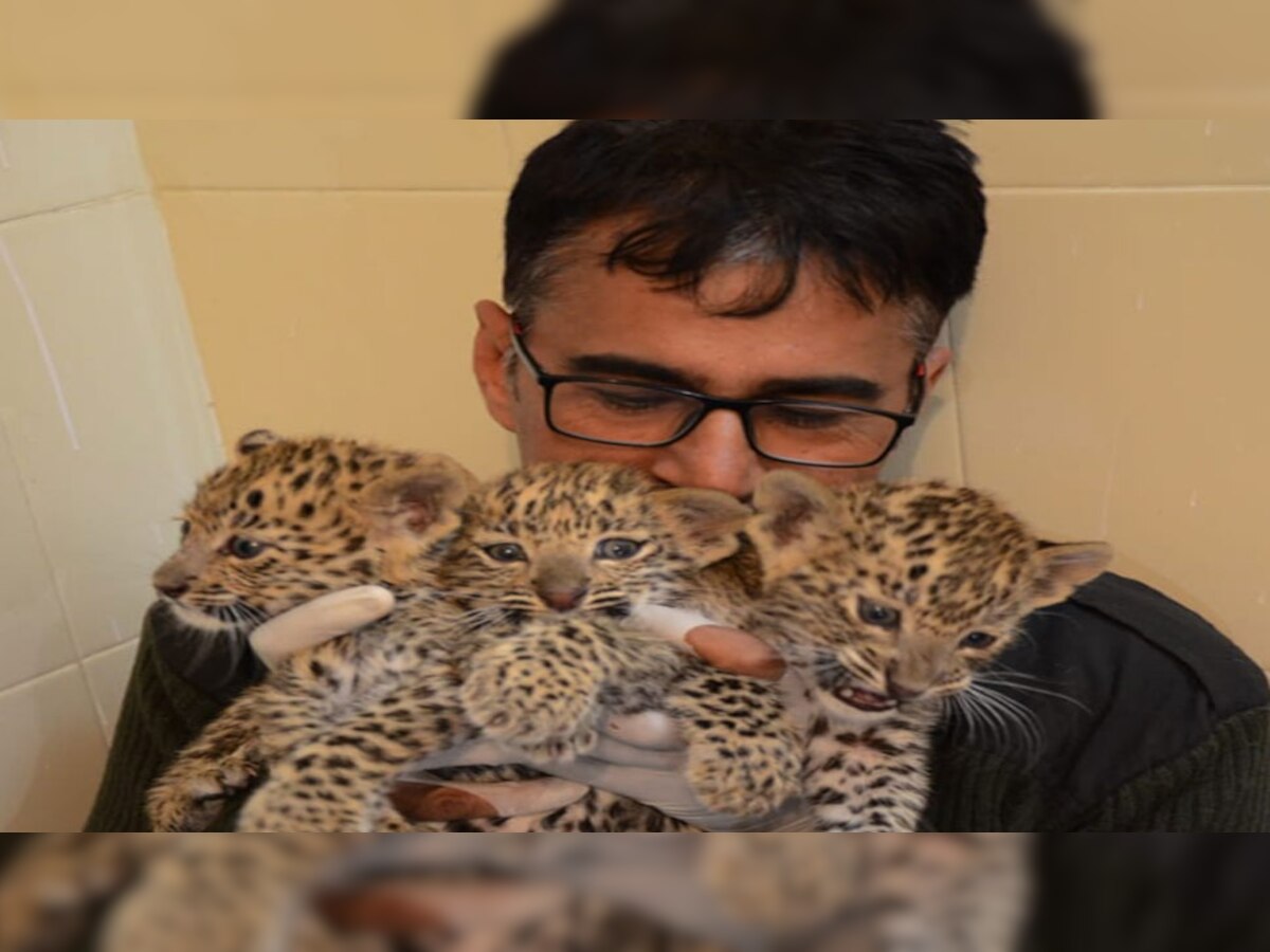 डॉक्टर राठौड़ इससे पहले भी शेरनी के 3 बच्चों को पाल चुके हैं. (फाइल फोटो)