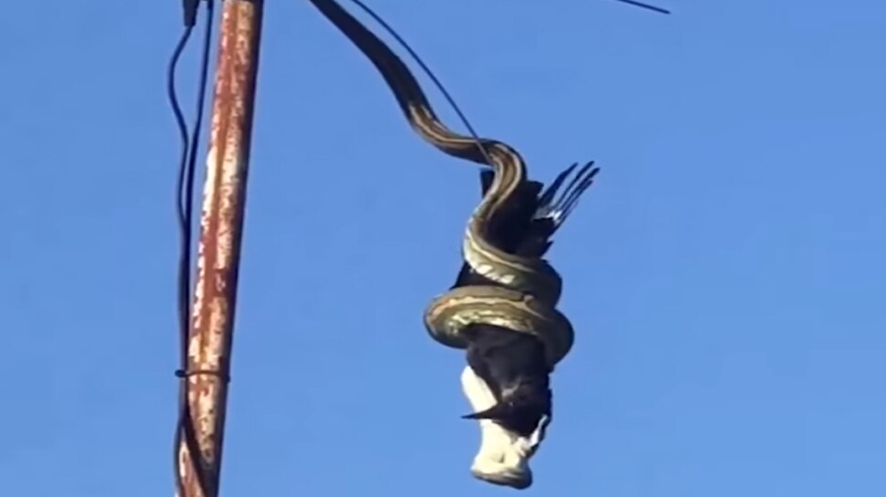 VIDEO: उड़ रहा था पक्षी, अजगर ने खोला मुंह और दबोच ली गर्दन, यूं बनाया निवाला