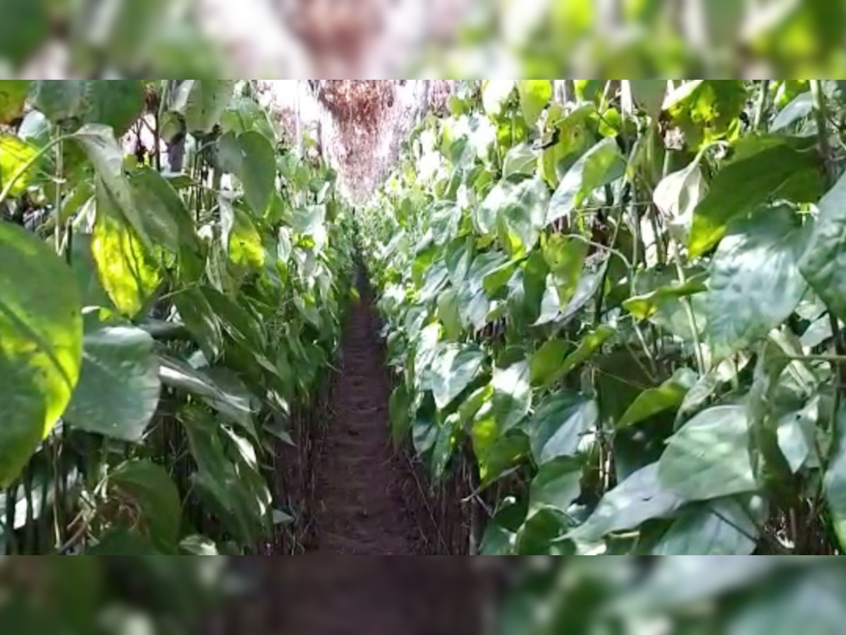 टमाटर, पानी के बाद अब इसके लिए तरसेगा पाकिस्तान, किसानों ने लिया बड़ा फैसला