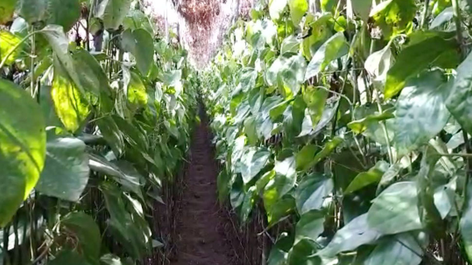 छतरपुर के पान किसानों ने अपना फैसला सुनाते हुए पाकिस्तान को पान न भेजे जाने का संकल्प ले लिया है छतरपुर के पान किसानों ने अपना फैसला सुनाते हुए पाकिस्तान को पान न भेजे जाने का संकल्प ले लिया है