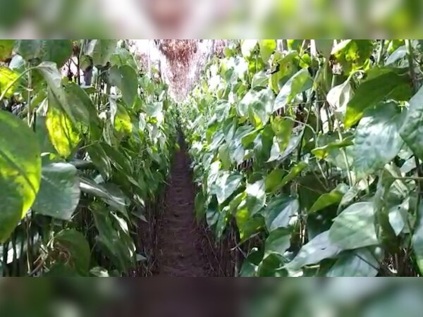 छतरपुर के पान किसानों ने अपना फैसला सुनाते हुए पाकिस्तान को पान न भेजे जाने का संकल्प ले लिया है