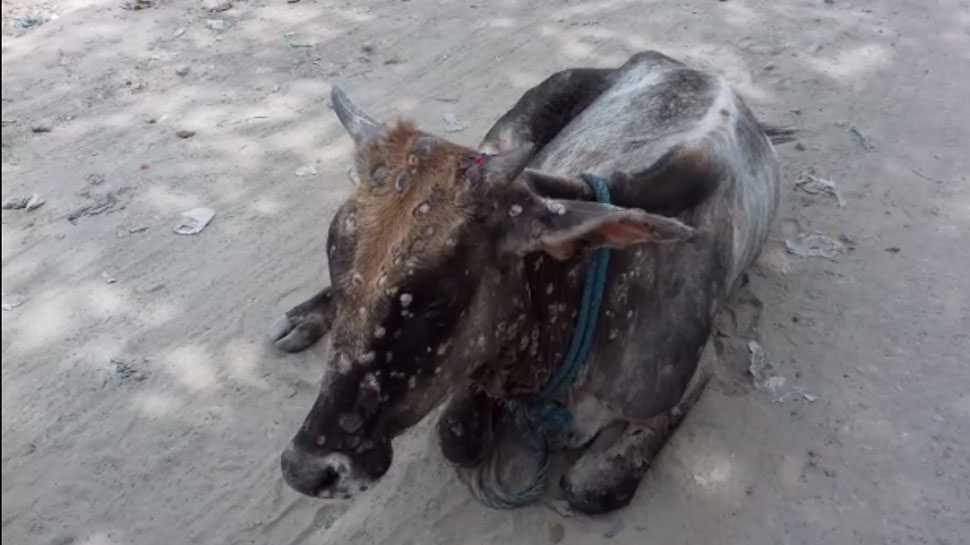 गाय श्यामा की फाइल फोटो. गाय श्यामा की फाइल फोटो.