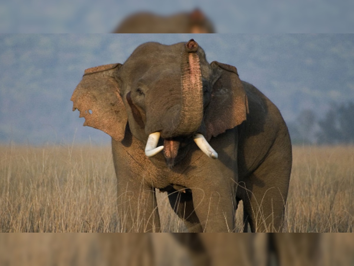 सुपौल में जंगली हाथी ने खुब उत्पात मचाया है. (प्रतीकात्मक फोटो)
