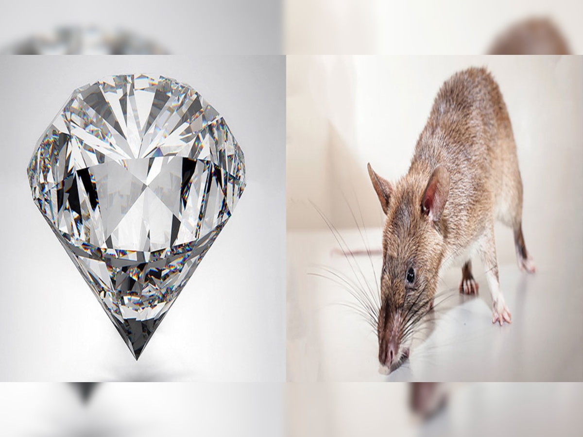 ज्वेलरी शॉप से चूहे ने हीरे का टॉप्स ले भागा. (प्रतीकात्मक फोटो)