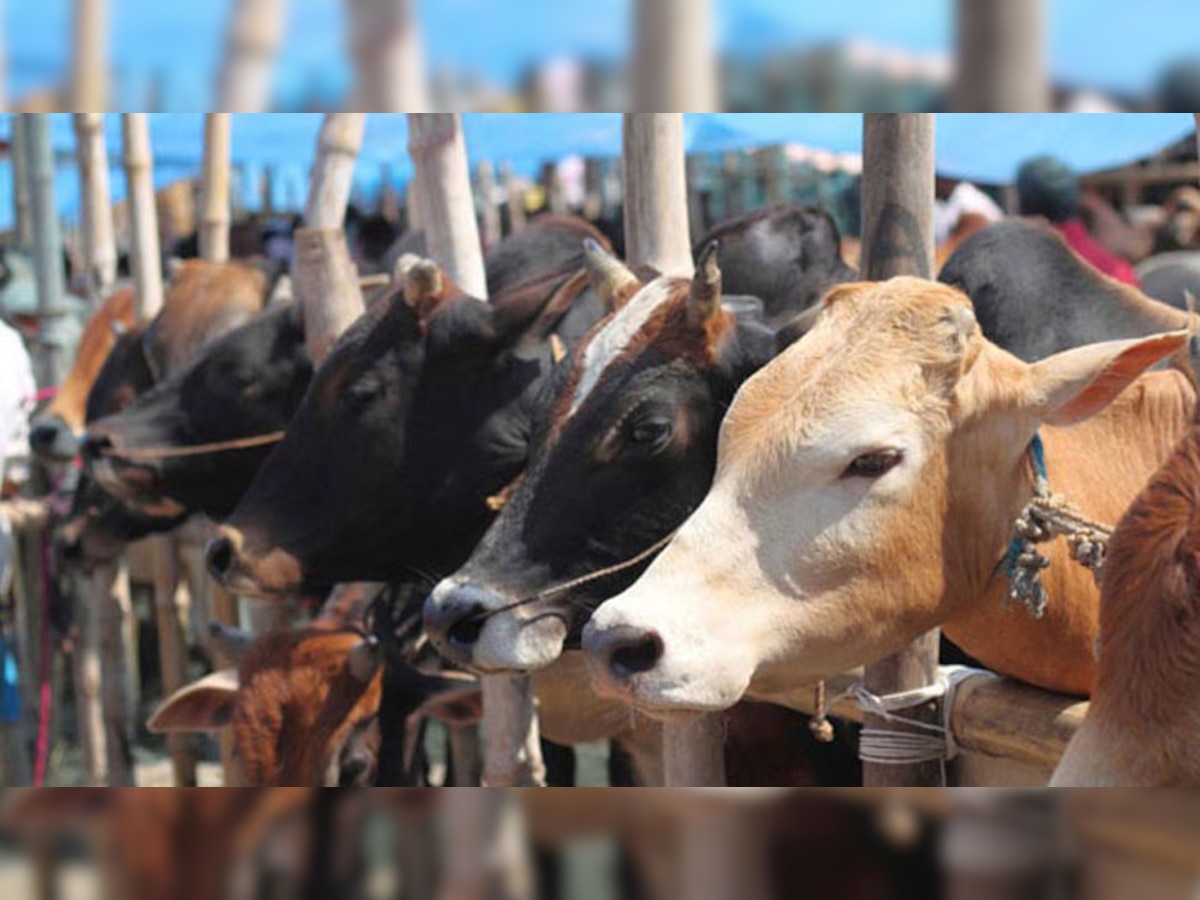 नेपालः गाय और बैलों समेत अन्य मवेशियों लगेगी इलेक्ट्रॉनिक चिप