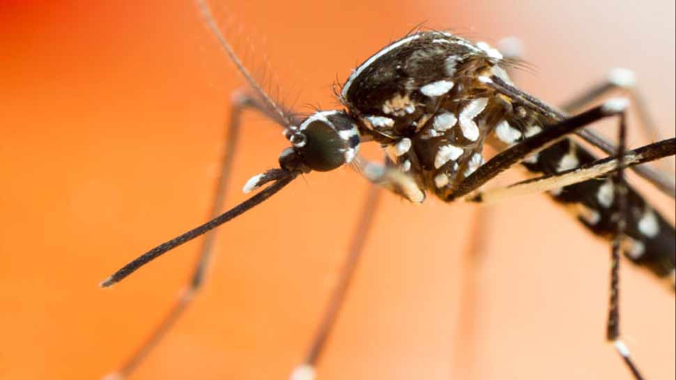 मोजाम्बिक में मच्छर काटने से हुई थी शख्स की मौत, परिवार ने मांगा क्लेम तो कोर्ट ने दिया ये जवाब