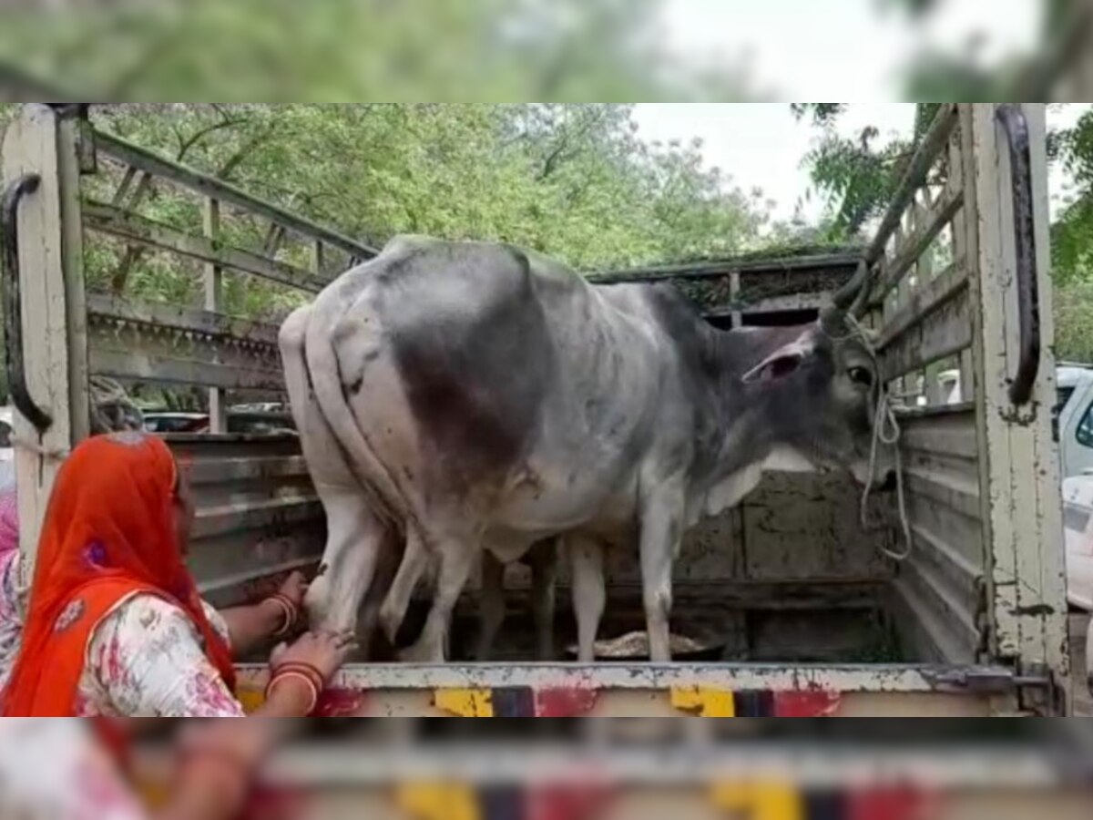 गाय को लेकर एक मुकदमा जोधपुर की एमएम संख्या 3 कोर्ट में दायर है. (फाइल फोटो)