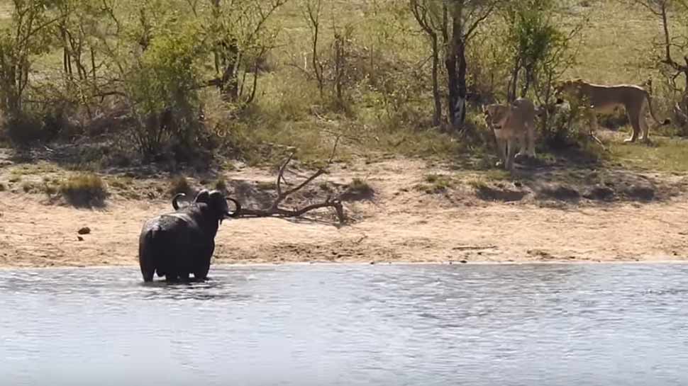 VIDEO: शेरों के झुंड में घिर गया जंगली भैंसा, नदी में उतरा तो मगरमच्छ ने किया वार...फिर
