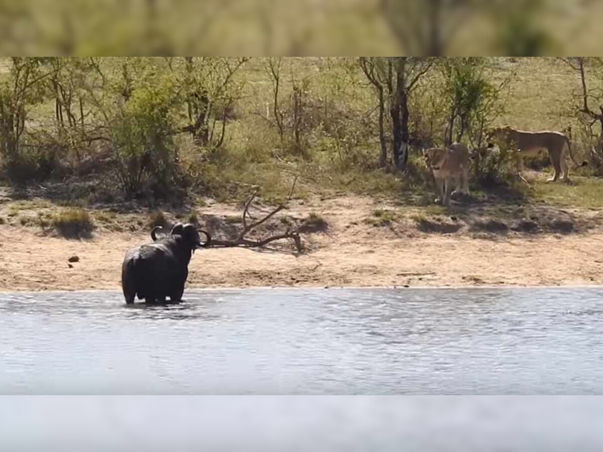VIDEO: शेरों के झुंड में घिर गया जंगली भैंसा, नदी में उतरा तो मगरमच्छ ने किया वार...फिर