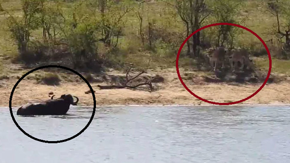 भैंस ने पहले पानी में मगरमच्छ को लताड़ा, फिर शेर को किया चारों खाने चित, देखें VIDEO