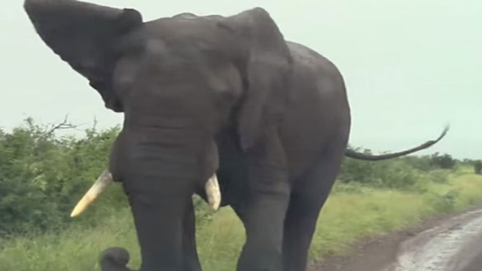 वीडियो शूट करने वालों पर आया हाथी को गुस्सा, कर दिया ऐसा हाल कि आप भी कहेंगे 'तौबा-तौबा'