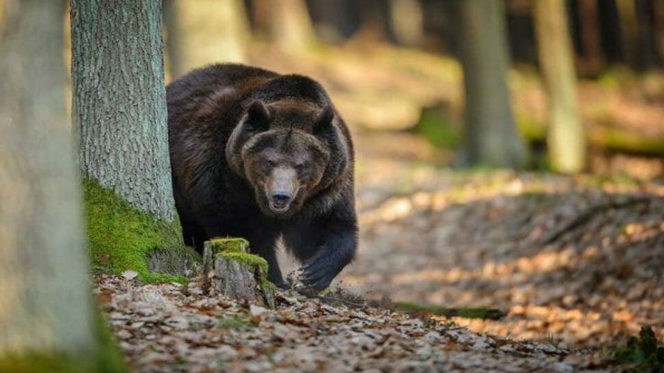 लोहरदगा: भालू के हमले से एक शख्स की मौत, एक की हालत गंभीर