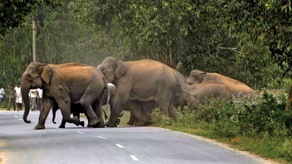 ओडिशा: जंगली हाथी ने पांच लोगों को कुचला, भगाने के प्रयास में जुटा वन विभाग