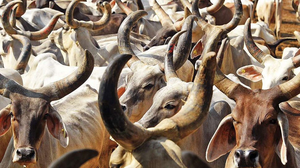 प्रतापगढ़: गौरक्षकों ने बछड़े को किया रेस्क्यू, इलाज के लिए पहुंचाया पशु चिकित्सालय