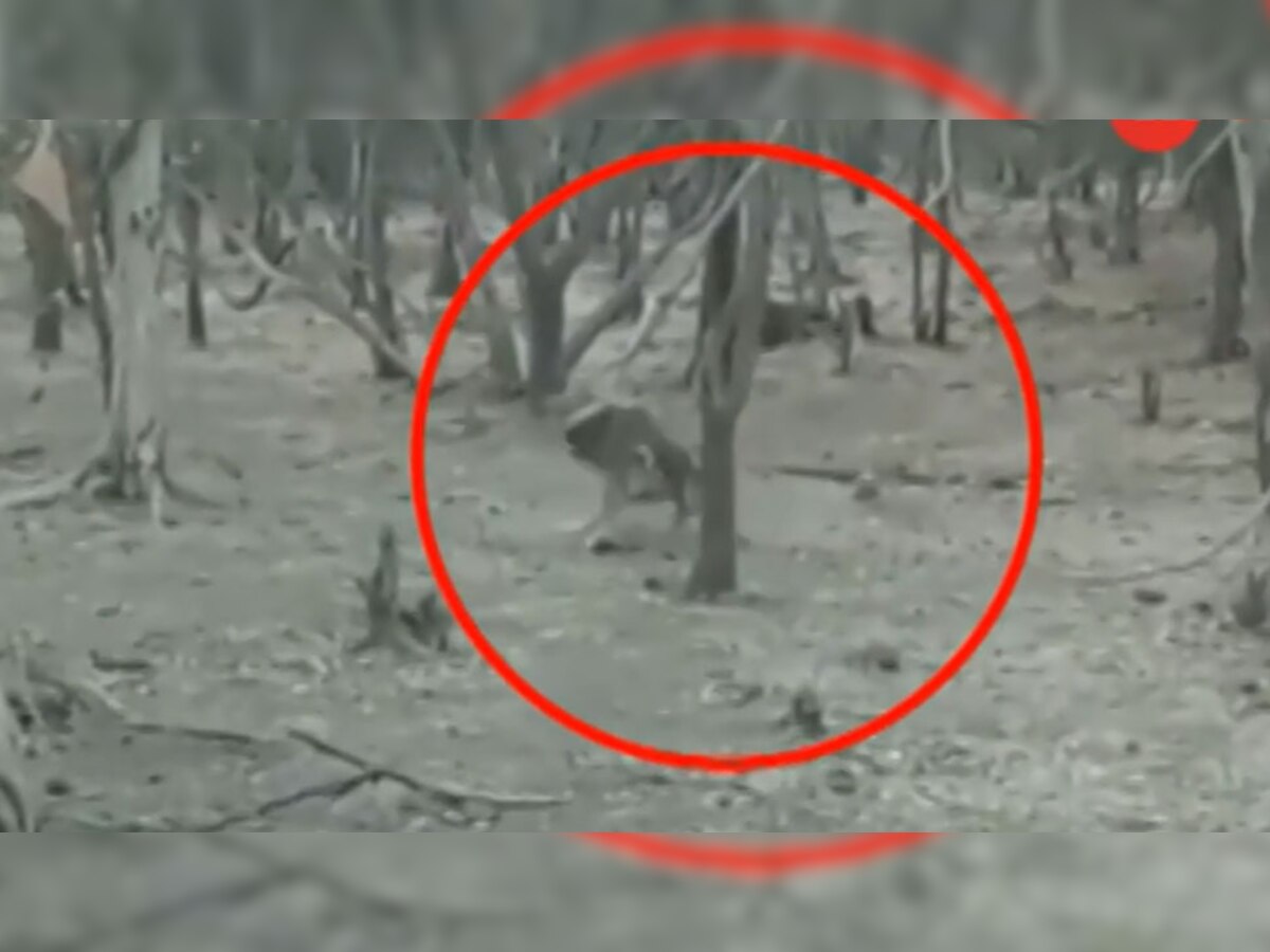 कुत्ते ने अपनी पूरी ताकत लगा दी, जिसके बाद वह शेर के चंगुल से बच निकला. (फोटो साभार वीडियो ग्रैब)
