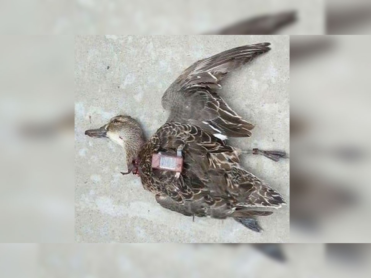 वैशाली में मृत विदेशी पक्षी बरामद किया गया है. (फोटो साभारः Twitter)