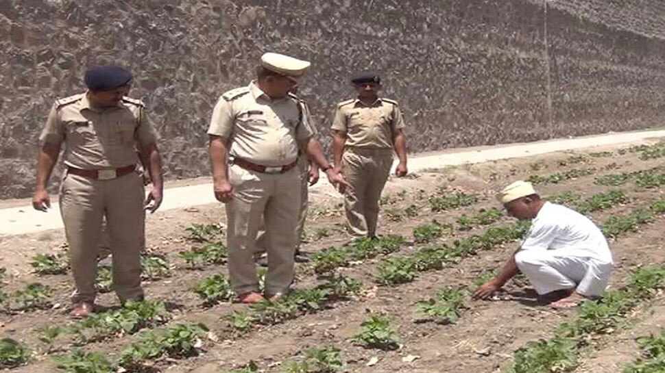 कैदियों द्वारा गुलाब के फूलों और सब्जियों की खेती की जाती है Jamnagar, prisoner