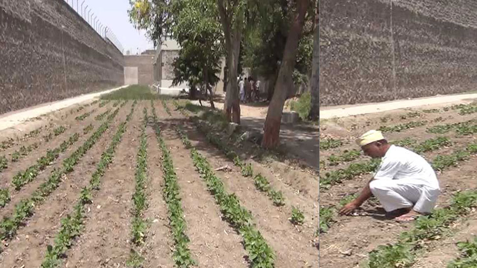 कैदियों को सुधारने में अधिक ध्यान दिया जा रहा है farming
