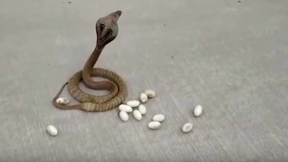 VIDEO: OMG...कोबरा ने बीच सड़क पर दिए इतने अंडे, कैमरे में कैद हुई डिलीवरी