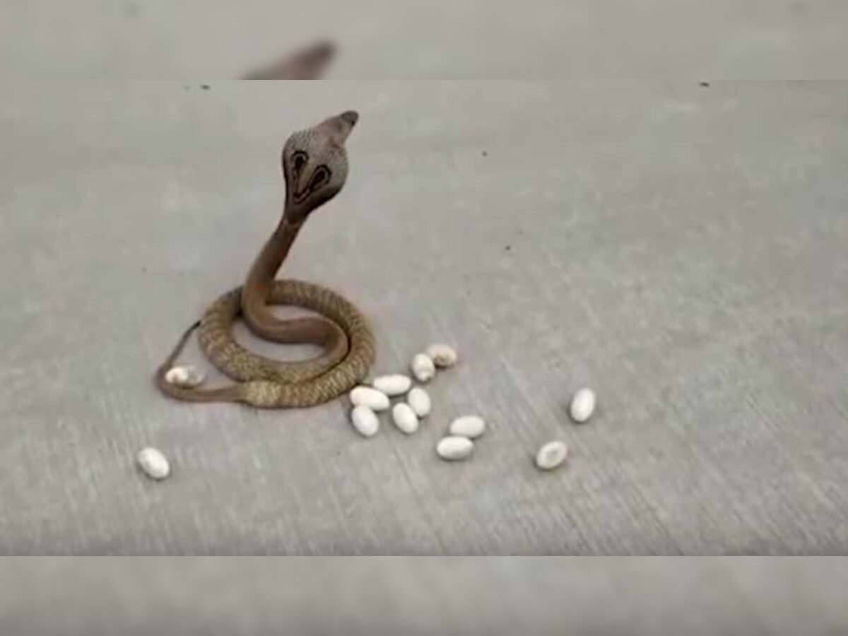 अंडे देने के बाद कोबरा को पास के ही जंगल में छोड़ दिया गया. (फोटो साभार-वीडियो ग्रैब)