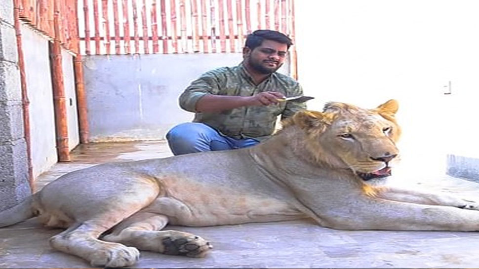 what is called lion in hindi