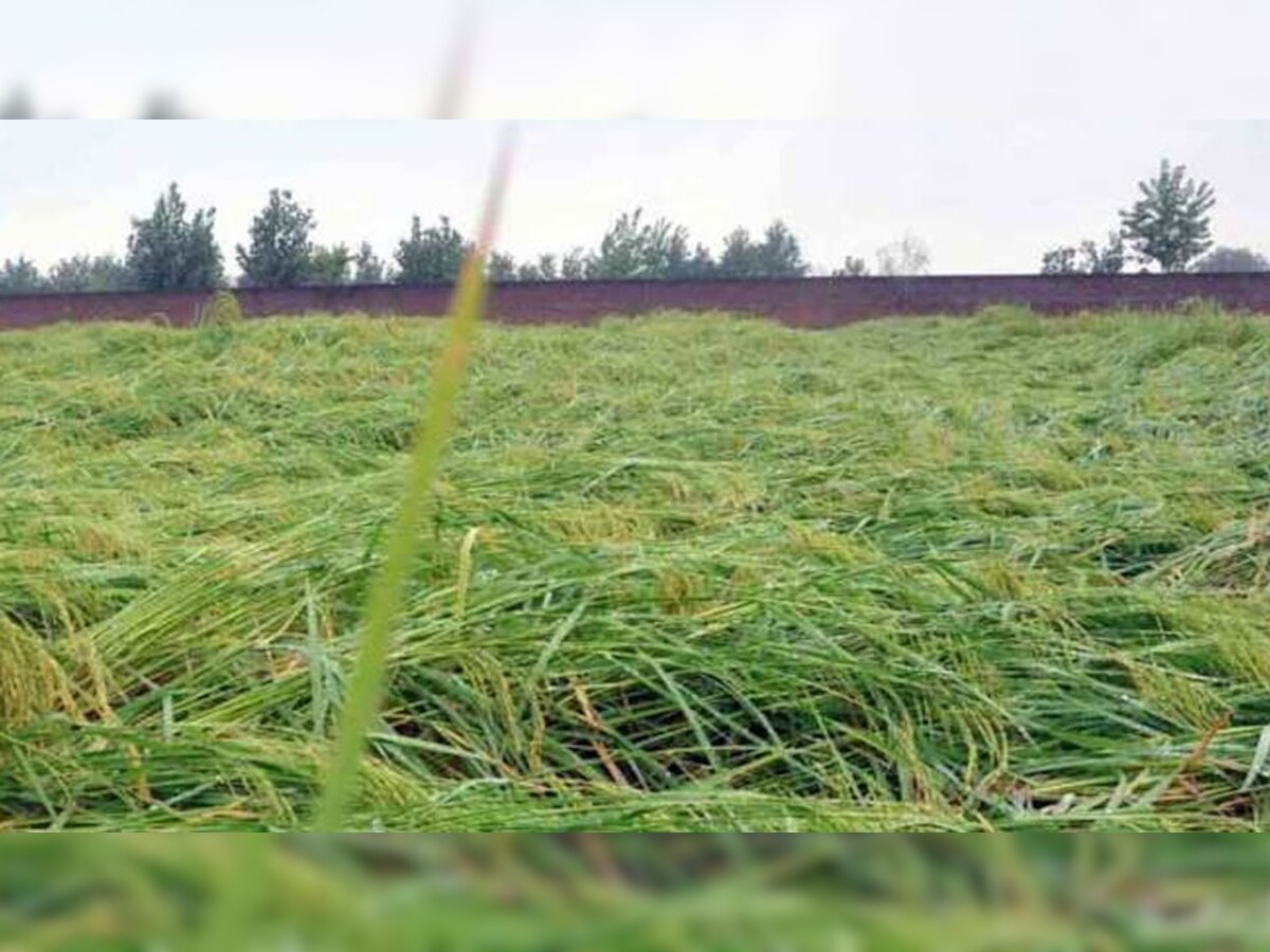 बे मौसम बरसात से किसानों की खेतों में खड़ी फसल खराब हो गई है.