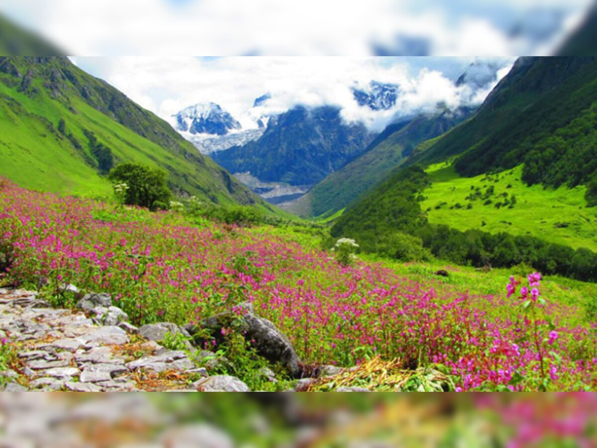 फूलों की घाटी दुनिया की इकलौती जगह है, जहां प्राकृतिक रूप में 500 से अधिक प्रजाति के फूल खिलते है. (फाइल फोटो)