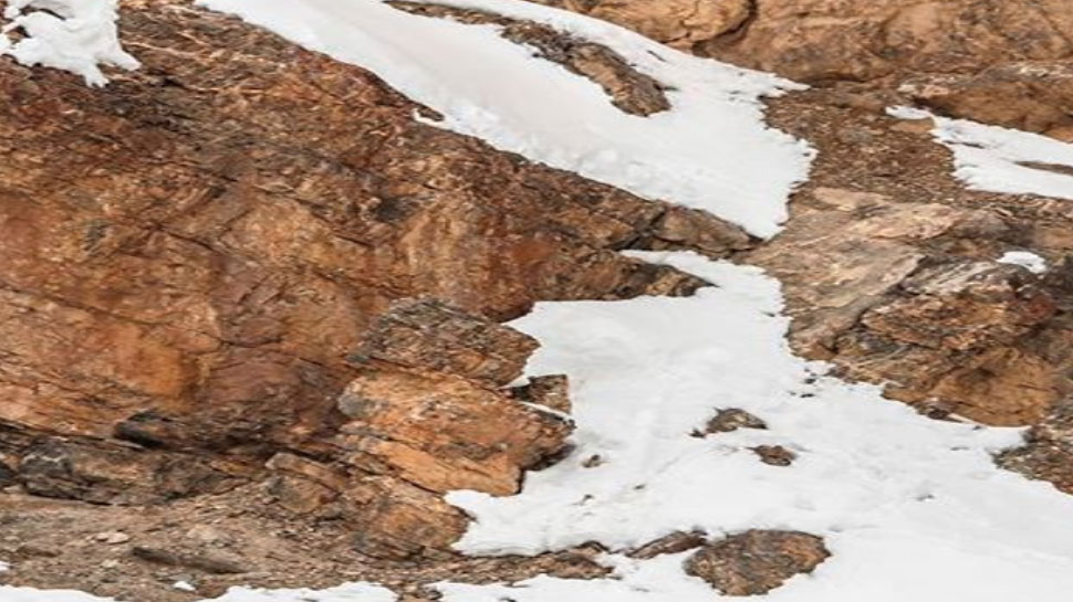 इस Viral Photo में छिपा है Snow Leopard, क्या आपको दिखा?