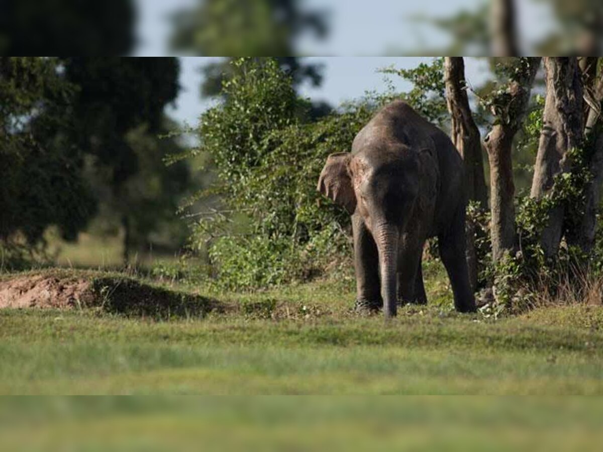 जंगली हाथी के हमले में सेवानिवृत्त BSF जवान की मृत्यु