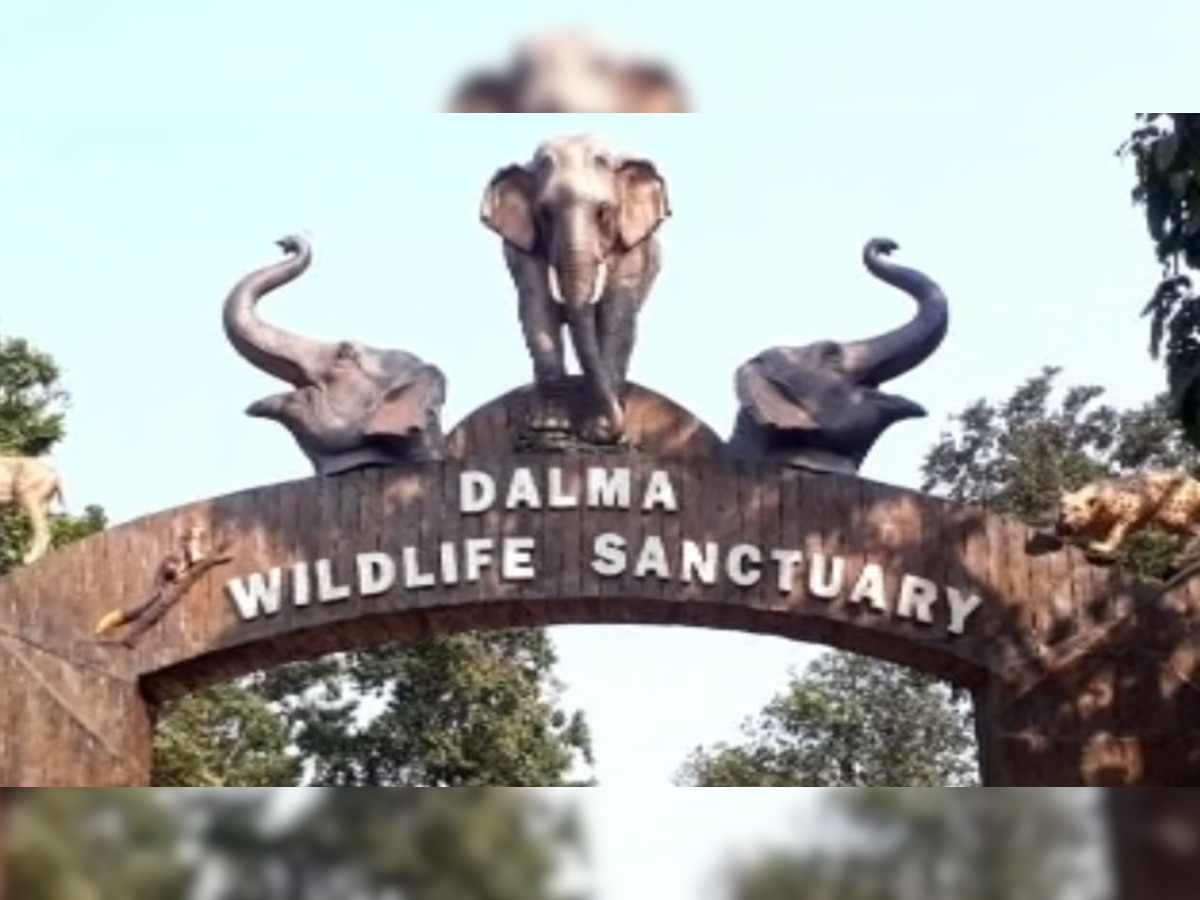 दलमा वाइल्ड लाइफ सेंचुरी में जानवरों की संख्या में इजाफा हुआ है.