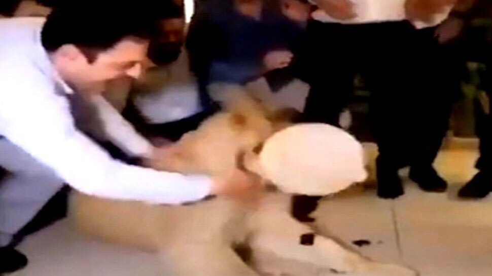 बर्थडे पार्टी में शेर के मुंह पर केक लगाना इस शख्स को पड़ा महंगा, VIDEO है ऐसा कि...