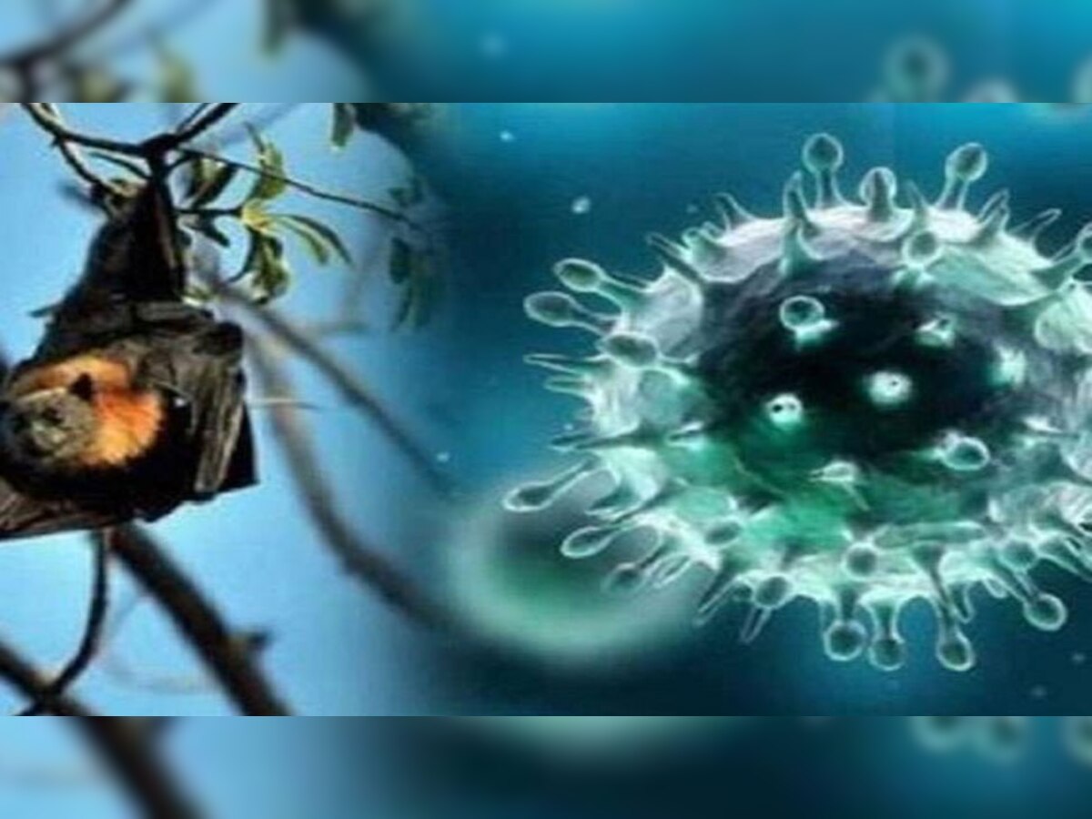 निपाह वायरस से लड़ने के लिए तैयार है गोवा सरकार, कर रही है यह जरूरी काम