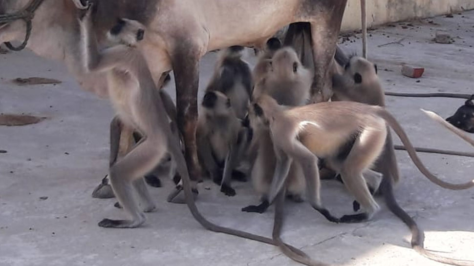 राजस्थान के सिरोही में पड़ रही है भीषड़ गर्मी rajasthan, sirohi