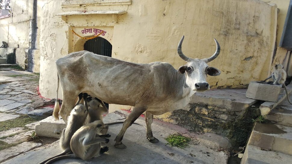 पिंडवाड़े की यह गाय बनी चर्चा का विषय rajasthan, sirohi